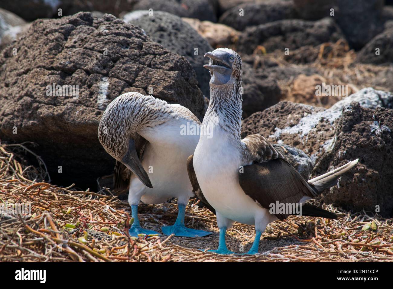 Blaufüßige Brüste auf der Insel Seymour, Galápagos. Stockfoto