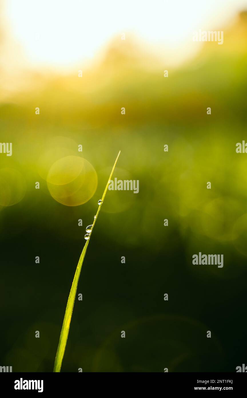Tautropfen auf die Spitze des Zuckerrohrblattes im Winter morgens und helles warmes Sonnenlicht im Hintergrund. Selektiver Fokus verwendet. Stockfoto