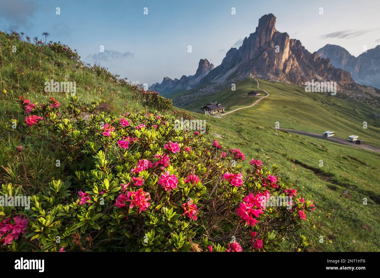 Beautiful red flowers blossom with early morning Dolomites Alps mountain landscape photo. Giau Pass or Passo di Giau - 2236m mountain pass in the prov Stockfoto