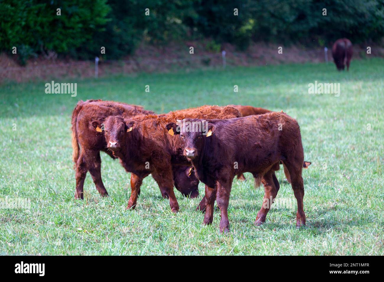 Herde von Hochlandrindern züchten Kälber auf einer Weide. Stockfoto
