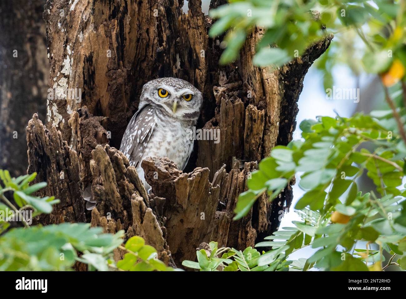Eine gepunktete Owlet (Athene brama) in ihrem Tagesrost auf einem großen Baumstumpf. Thailand. Stockfoto