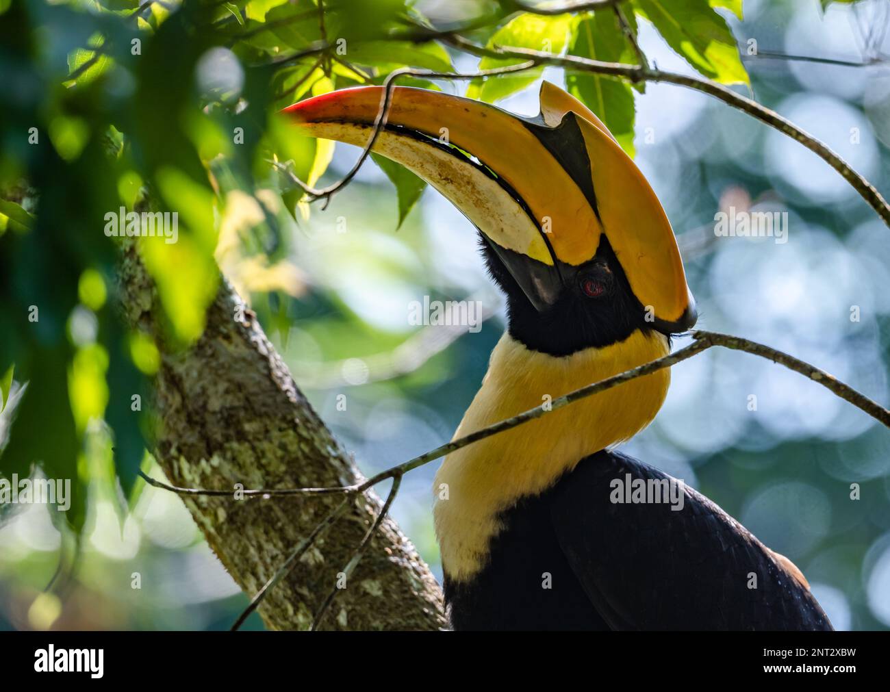 Nahaufnahme eines wilden Großen Hornbill (Buceros bicornis). Thailand. Stockfoto