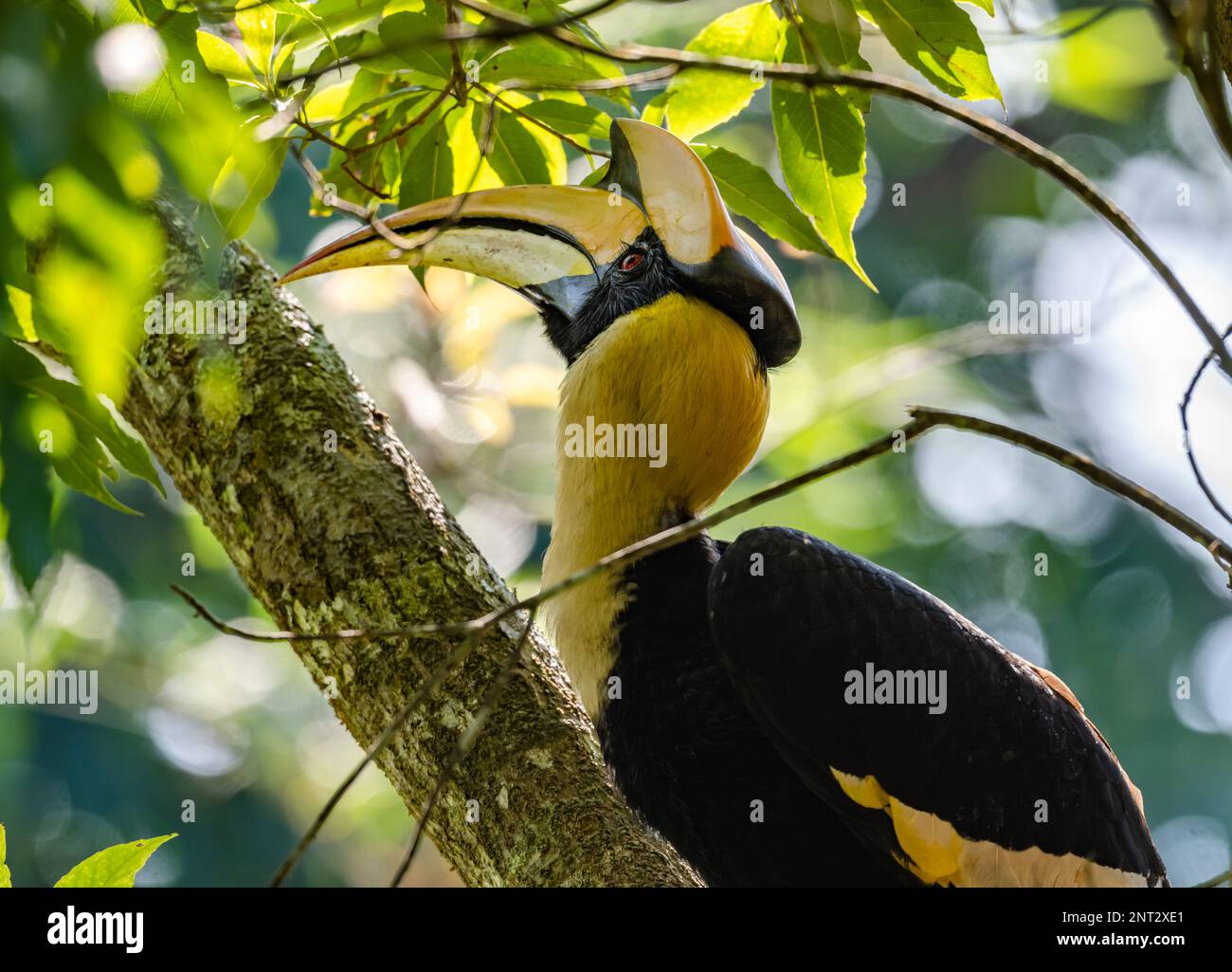 Nahaufnahme eines wilden Großen Hornbill (Buceros bicornis). Thailand. Stockfoto