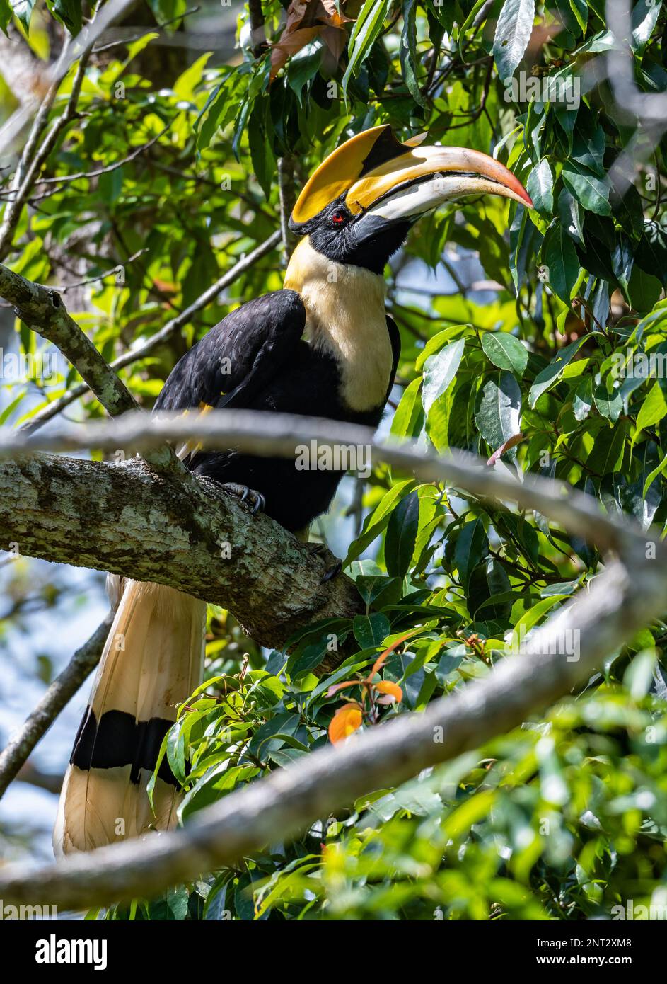 Ein wilder großer Hornvogel (Buceros bicornis) auf einem Baum. Thailand. Stockfoto