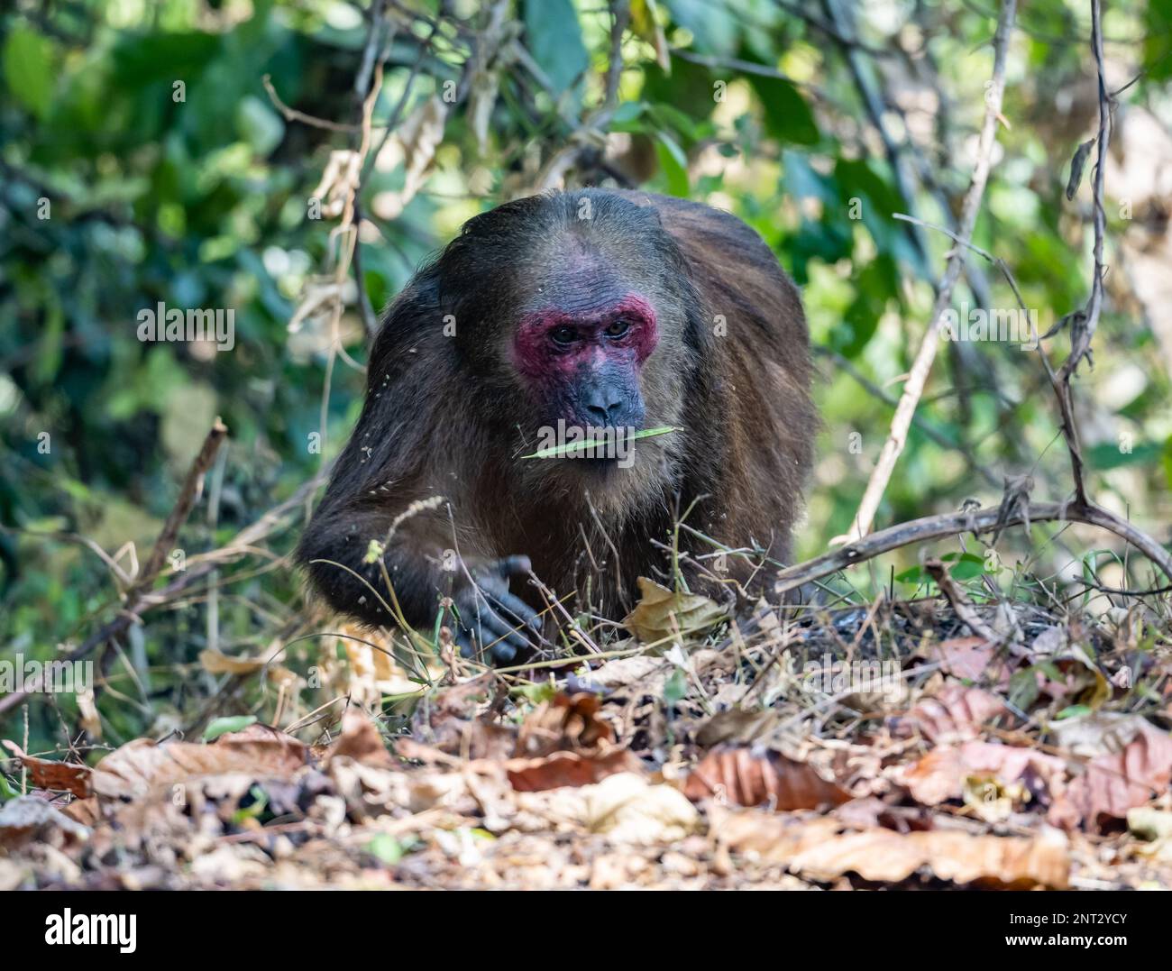 Ein Stumpfschwanz-Makakenaffe (Macaca arctoides), der sich in den Büschen schmiegt. Thailand. Stockfoto