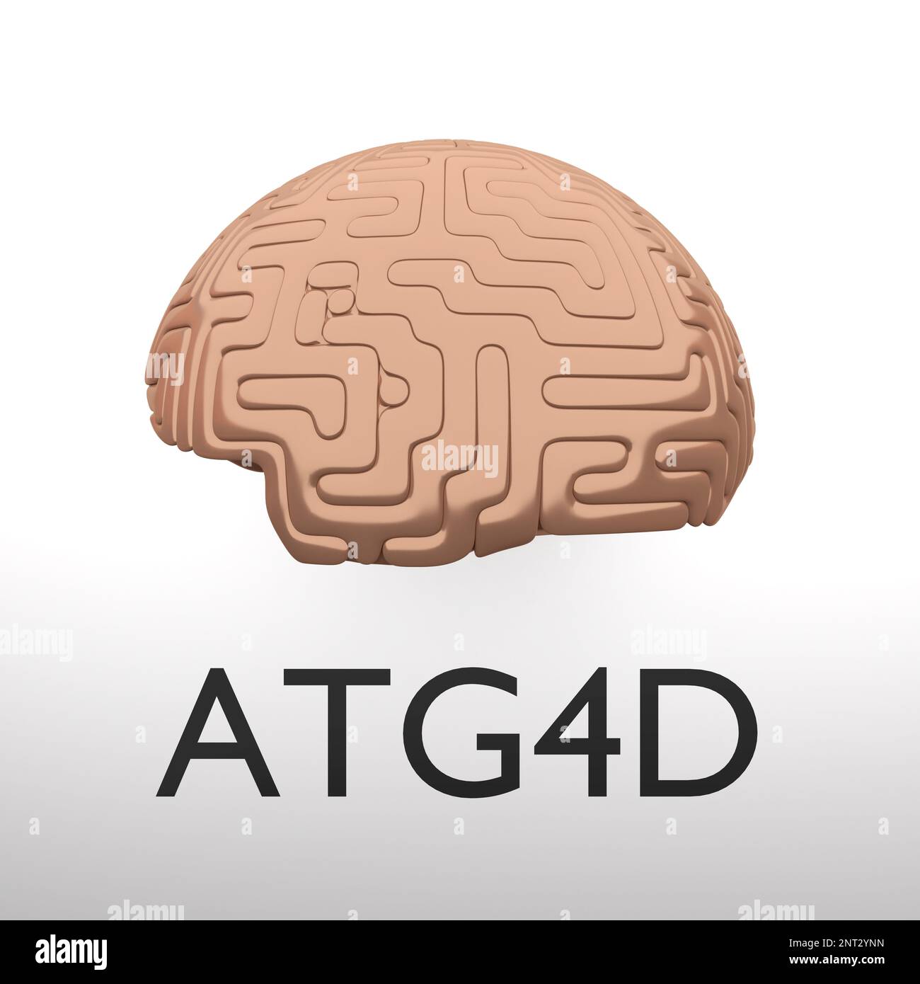 T3D-Darstellung eines ATG4D-Skripts unter einem menschlichen Gehirn, isoliert über einem blauen Verlauf. Stockfoto