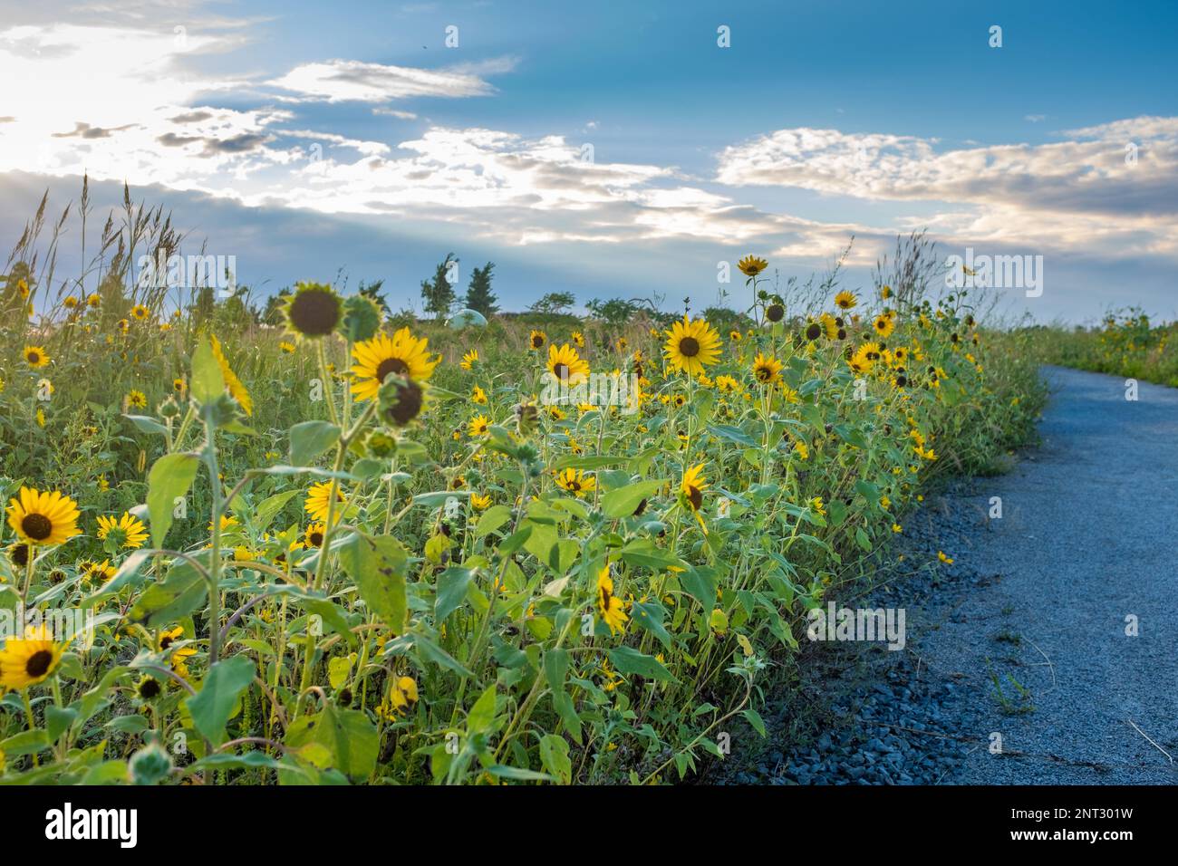 Ein Pfad in einem Park mit Sonnenblumen im Frederic Back Park in Montreal, der an einem sonnigen Sommertag mit Hintergrundbeleuchtung aufgenommen wird Stockfoto