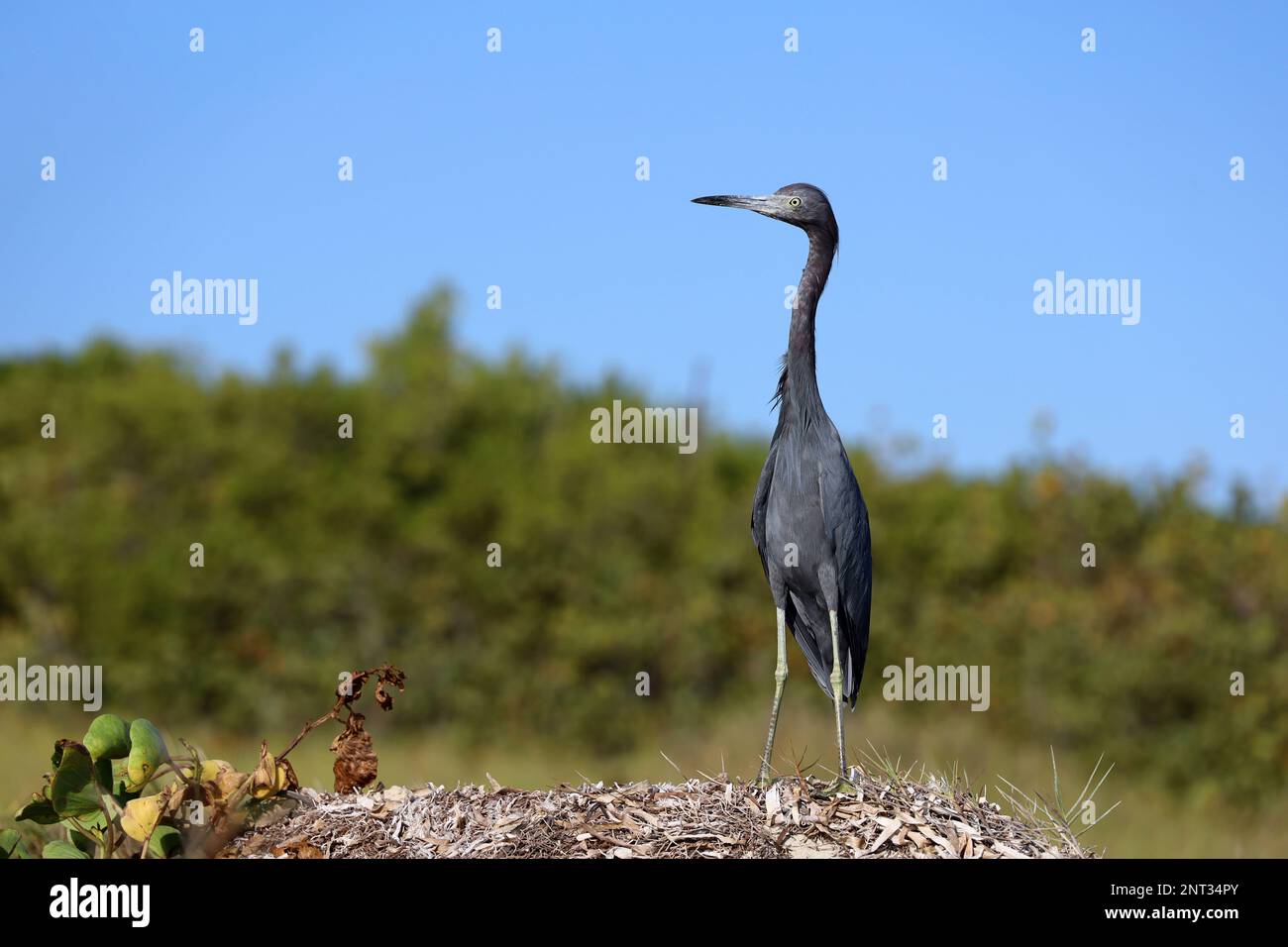 Der Schwarze Reiher jagt an der Küste des Atlantischen Ozeans in Kuba Stockfoto