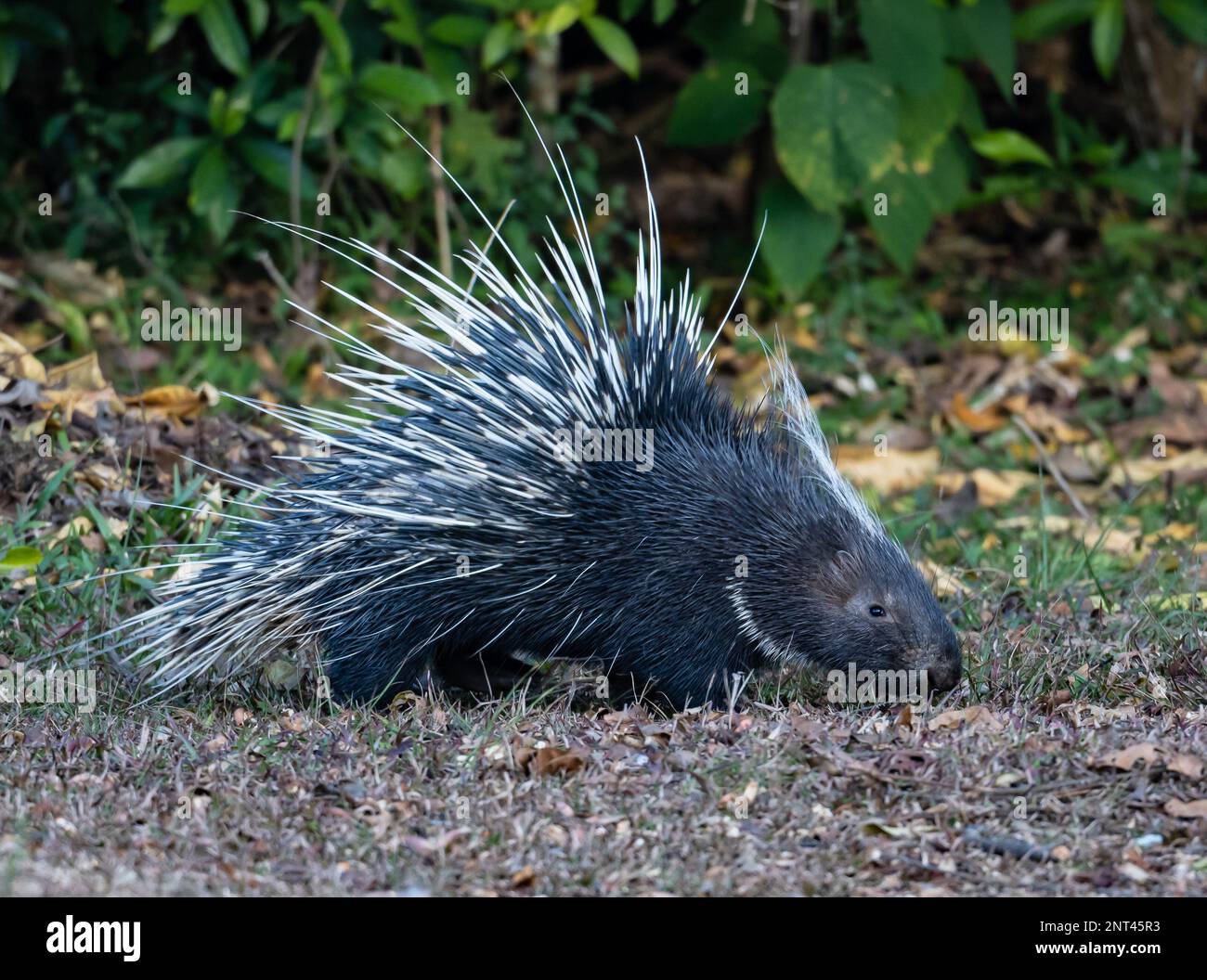 Ein malayanisches Stachelschwein (Hystrix brachyura) auf dem Boden. Thailand. Stockfoto