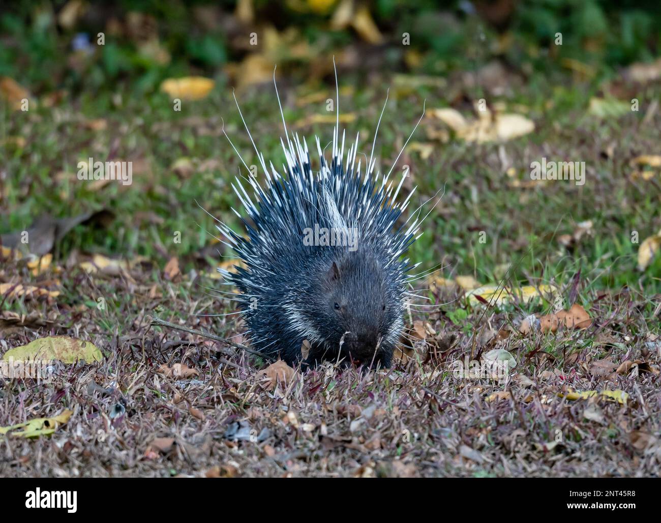 Ein junger malayanischer Stachelschwein (Hystrix brachyura) auf dem Boden. Thailand. Stockfoto