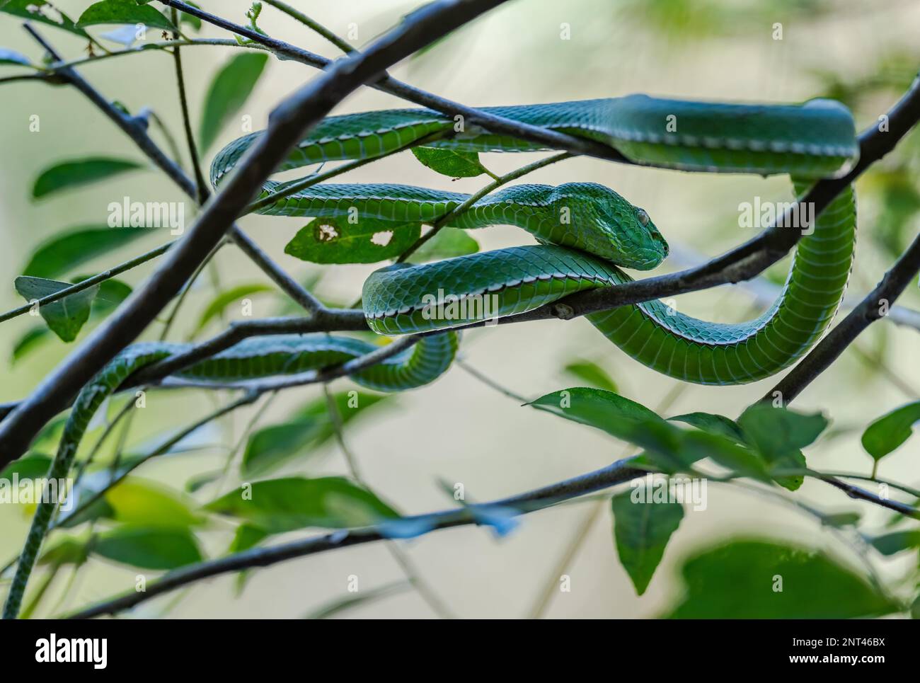 Eine grüne Giftschlange (Trimeresurus sp.) Auf einen Baum gewickelt. Thailand. Stockfoto
