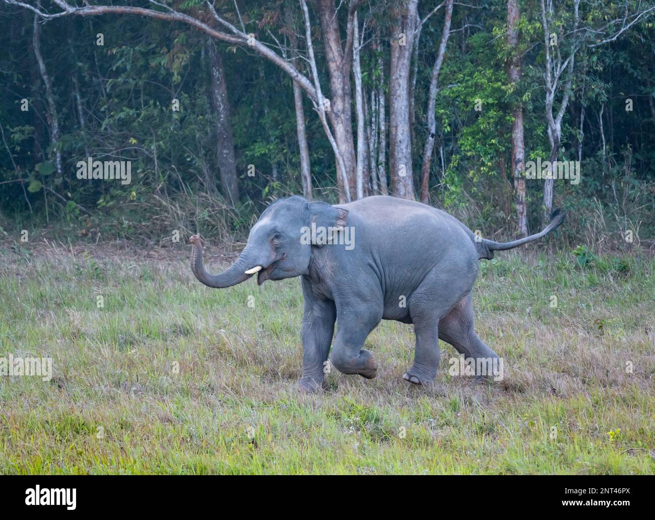 Ein junger männlicher asiatischer Elefant (Elephas maximus) läuft. Thailand. Stockfoto