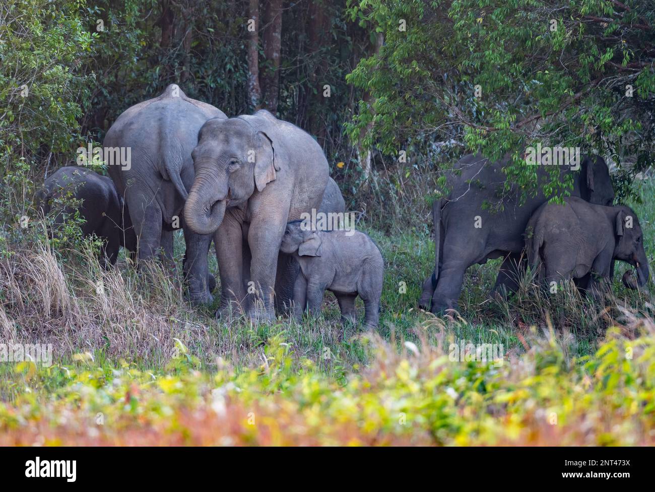 Eine Herde asiatischer Elefanten (Elephas maximus) mit Säugling. Thailand. Stockfoto