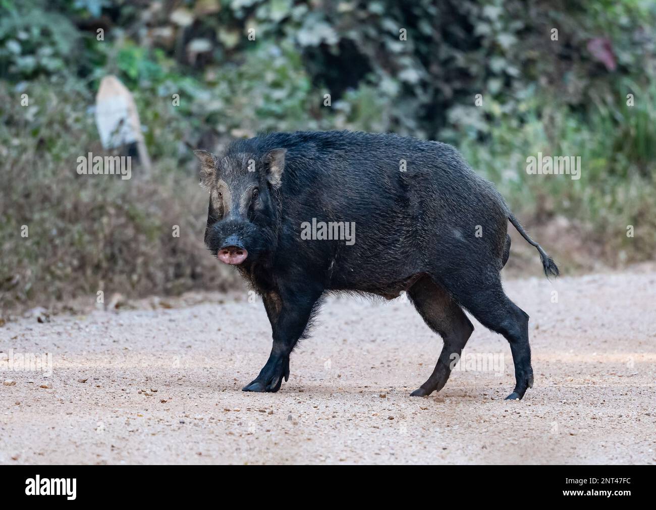 Ein ausgewachsener Wildschwein (Sus scrofa), der auf einer Straße steht. Thailand. Stockfoto