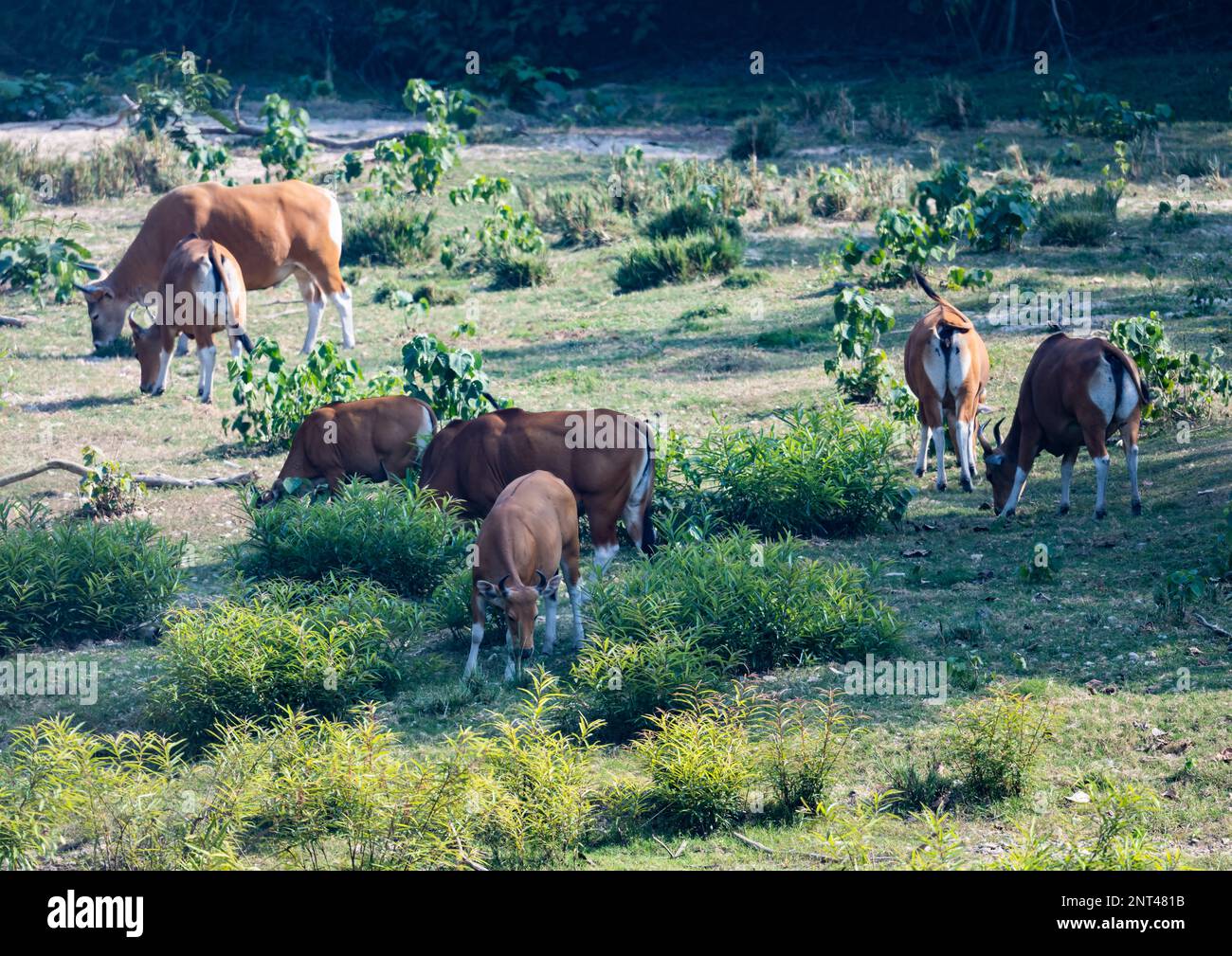 Eine Herde gefährdeter Banteng (Bos javanicus), die in freier Wildbahn weidet. Thailand. Stockfoto