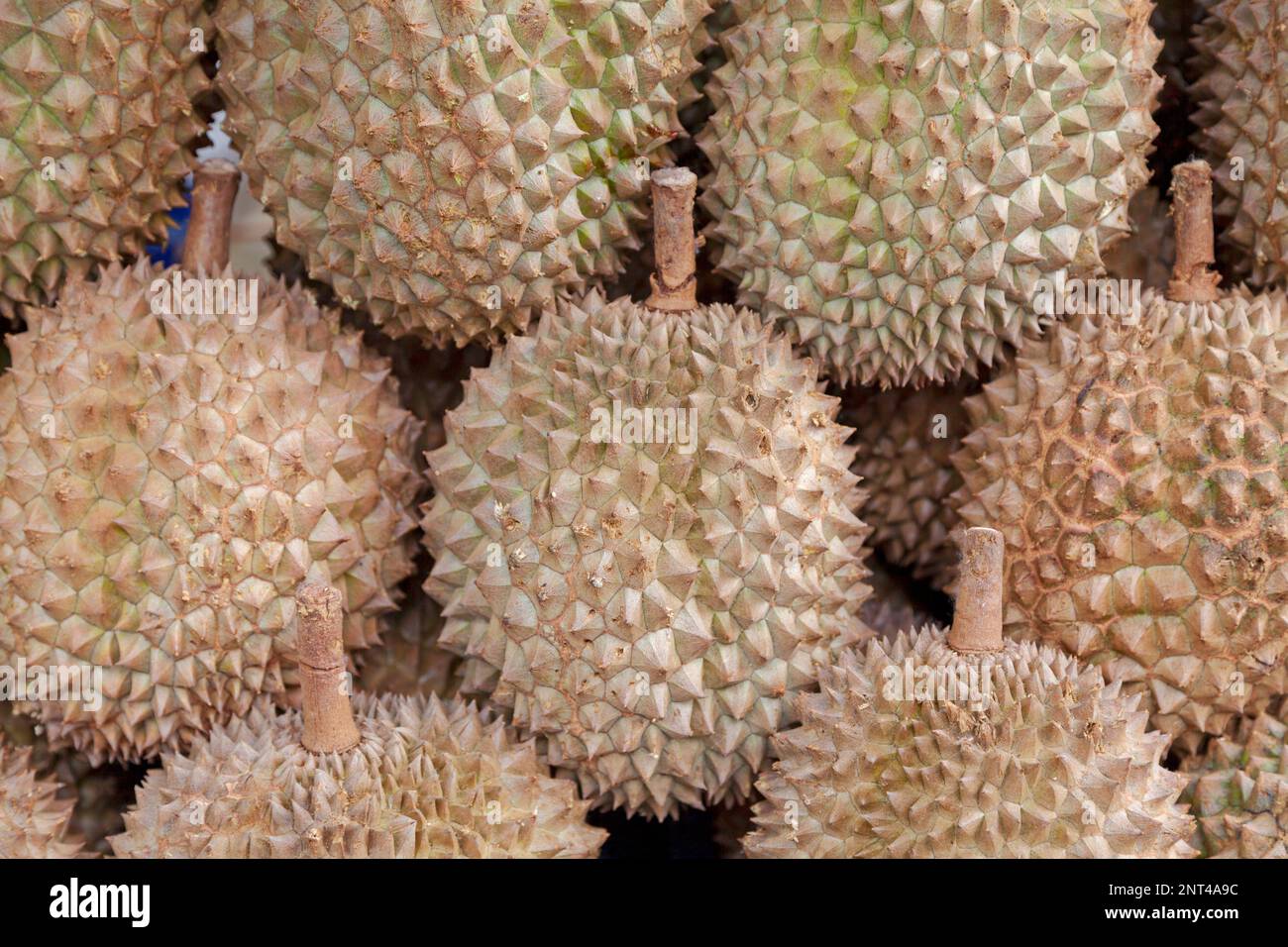 Nahaufnahme eines Haufens von Durianfruchten zum Verkauf an einem Marktstand. Stockfoto