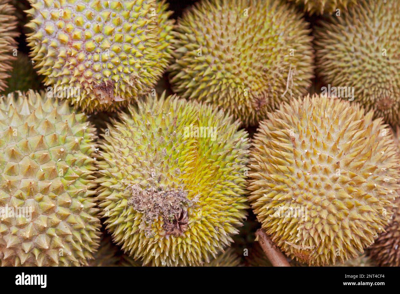 Nahaufnahme eines Haufens von Durianfruchten zum Verkauf an einem Marktstand. Stockfoto