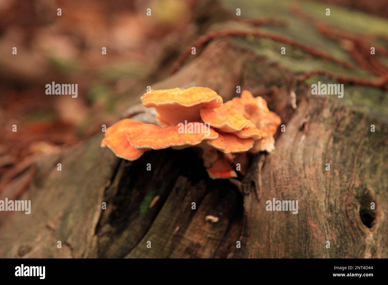 Nahaufnahme einer Krebse (Laetiporus sulureus), die auf einem Baumstamm im Wald wächst. Stockfoto