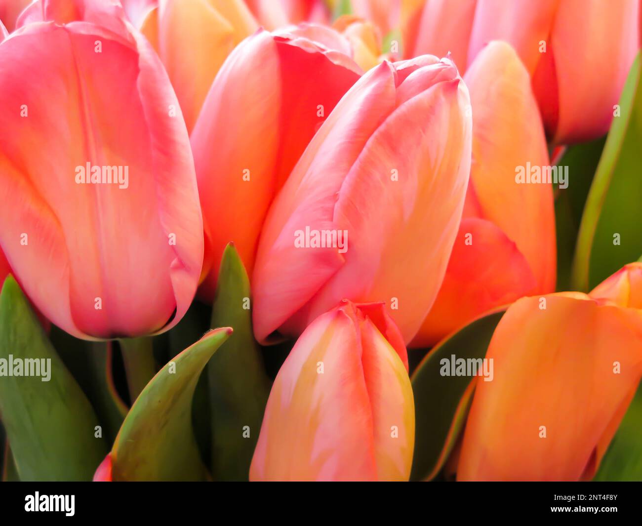 Frisch geschnittene Tulpen Stockfoto