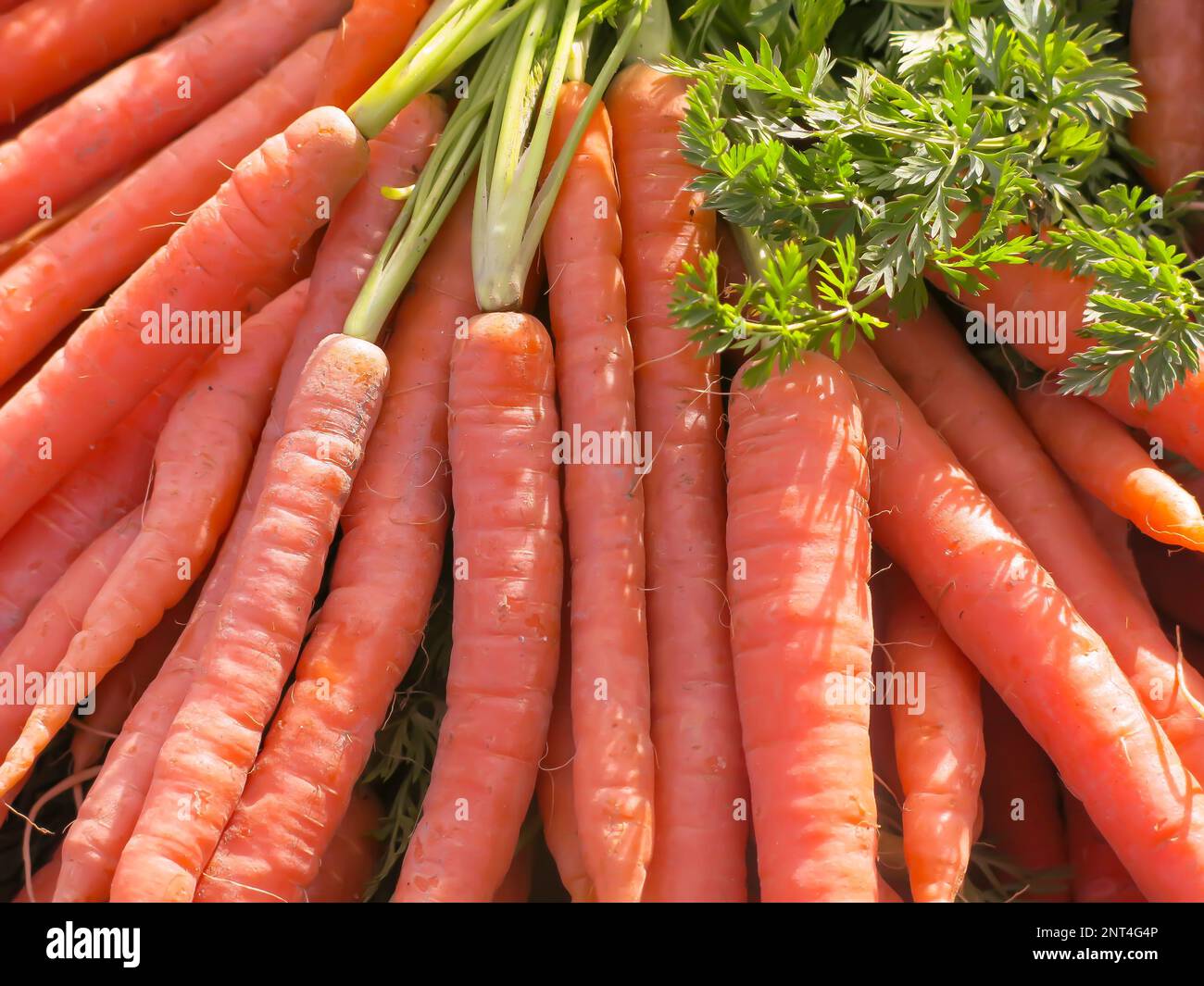 Karotten – Nahaufnahme Stockfoto