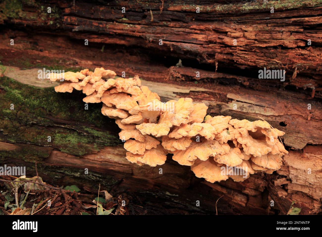 Nahaufnahme eines Schwefelregals (Laetiporus sulphureus), das auf einem Baumstamm im Wald wächst. Stockfoto