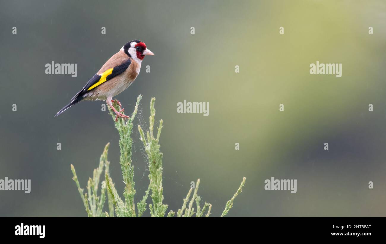 Europäischer Goldfink (Carduelis carduelis), Norfolk, Vereinigtes Königreich Stockfoto