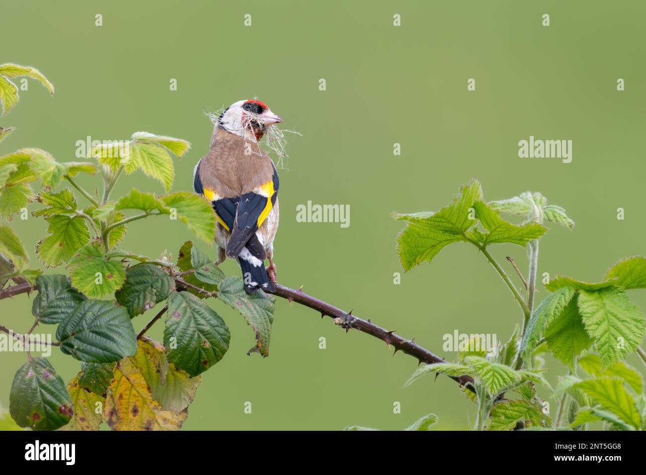 Europäischer Goldfink (Carduelis carduelis), Norfolk, Vereinigtes Königreich Stockfoto