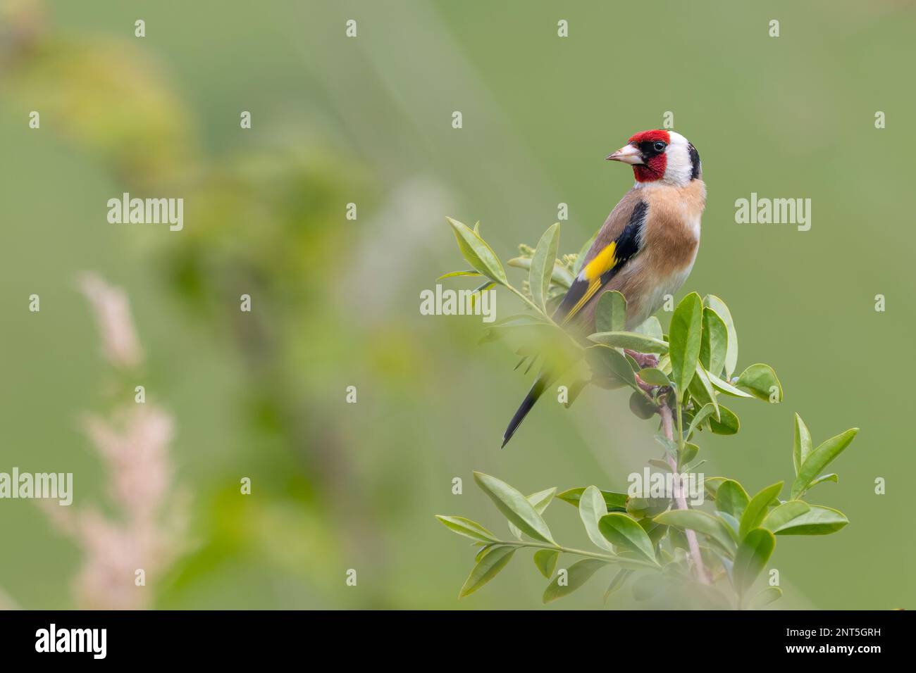 Europäischer Goldfink (Carduelis carduelis), Norfolk, Vereinigtes Königreich Stockfoto
