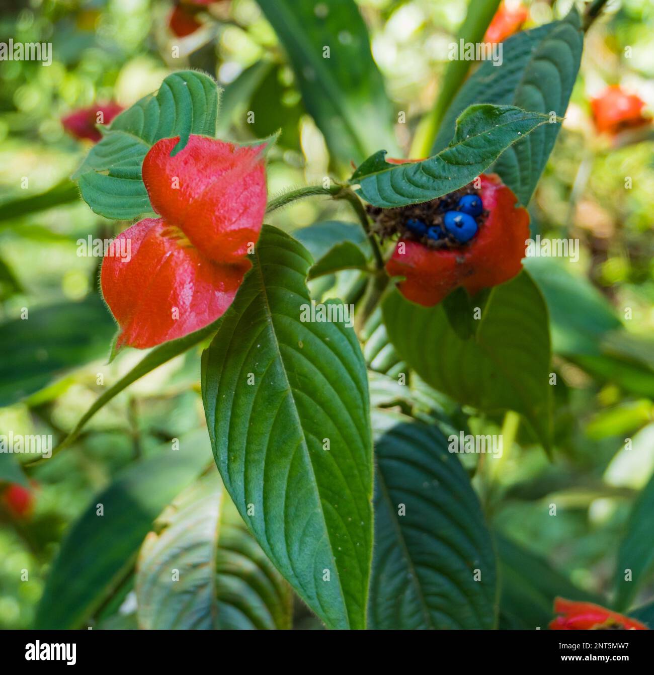 Red Kiss, der Kuss der Freundin, Namen für die roten Armbänder dieser tropischen weißen Blume, die, wenn sie bestäubt oder gedüngt wird, Blaubeeren hervorbringen Stockfoto