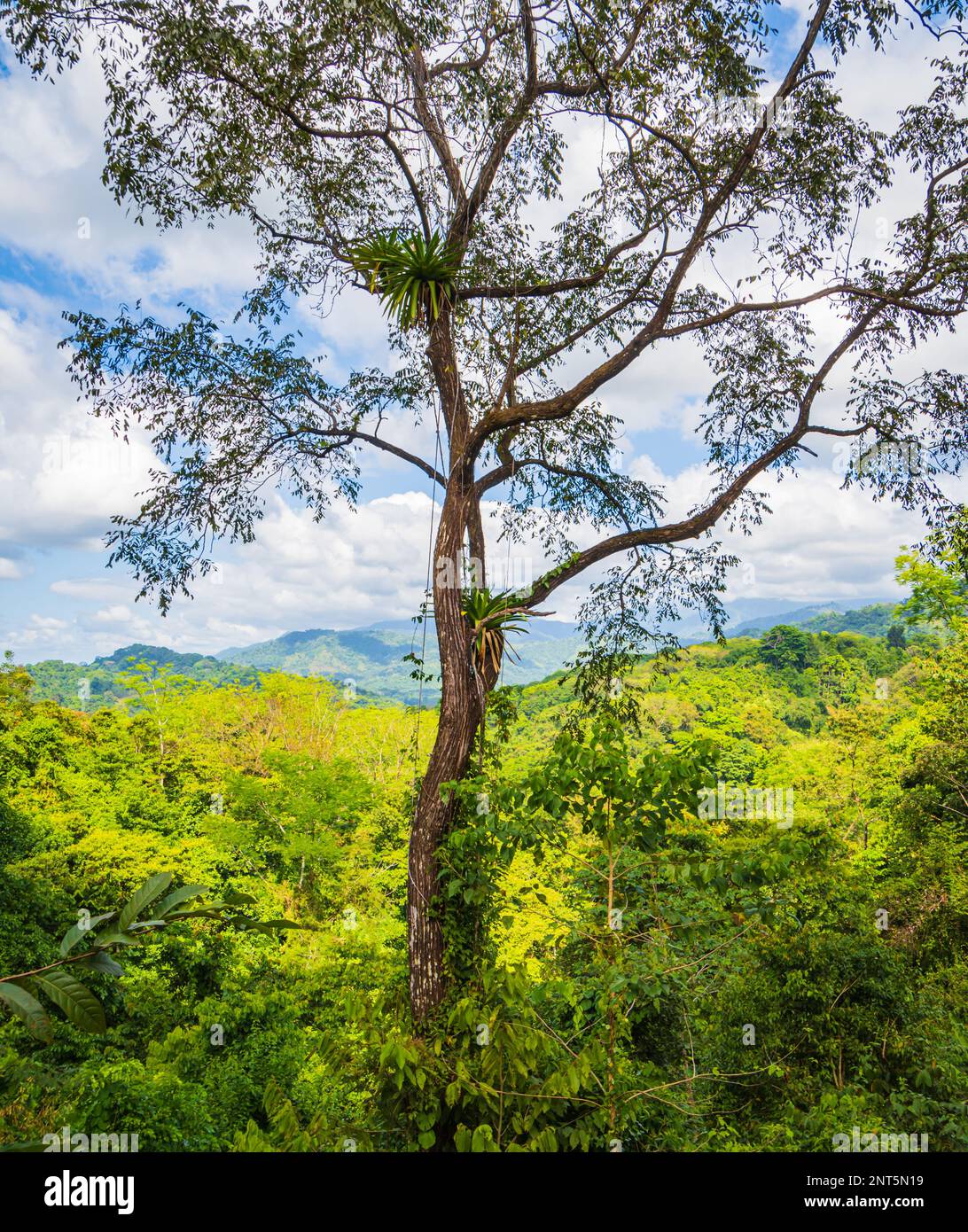 Blick auf die organische Gewürzplantage in Costa Rica Stockfoto