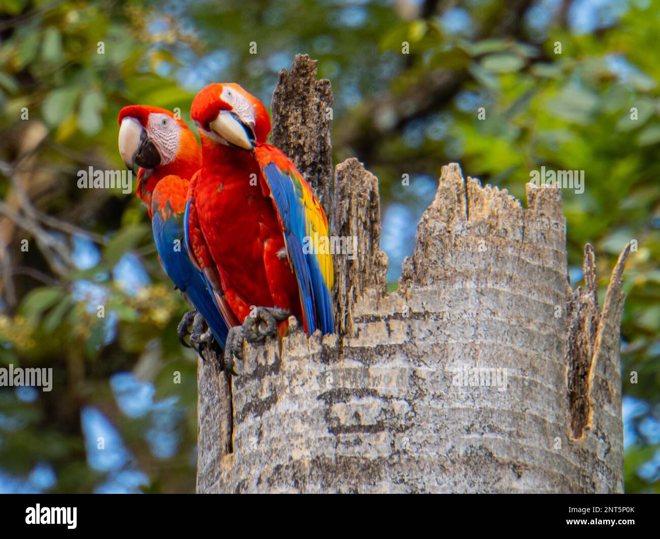 Ein Paar scharlachrote Macaws in ihrem Nest in einem Baumstumpf Stockfoto