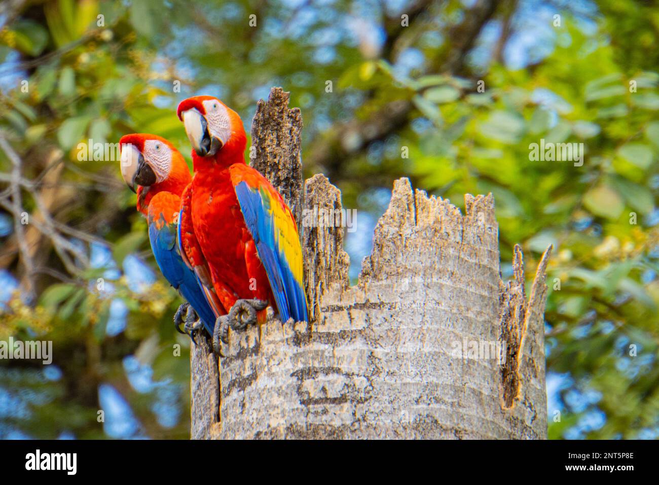 Ein Paar scharlachrote Macaws in ihrem Nest in einem Baumstumpf Stockfoto