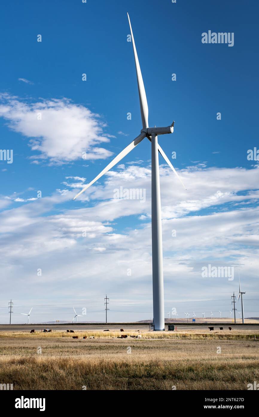 Windmühle, die saubere Energie auf einem landwirtschaftlichen Feld erzeugt, auf dem Rinder in Nordamerika weiden. Stockfoto