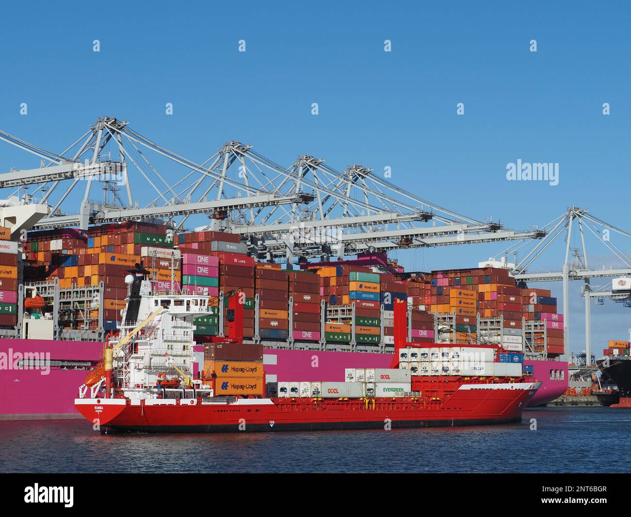 Großes rosa Containerschiff vom japanischen ONE Ocean Network Express mit einem kleinen Containerschiff daneben im Hafen von Rotterdam, Niederlande Stockfoto