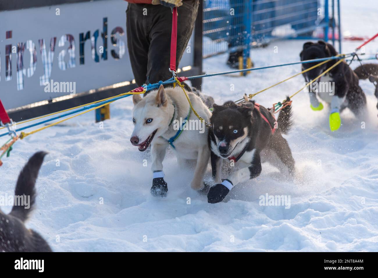 Whitehorse, Yukon Territory, Kanada - Februar 11. 2023: YUKON QUEST Professional Hundeschlittenrennen von Kanada nach Alaska während der Wintersaison Stockfoto