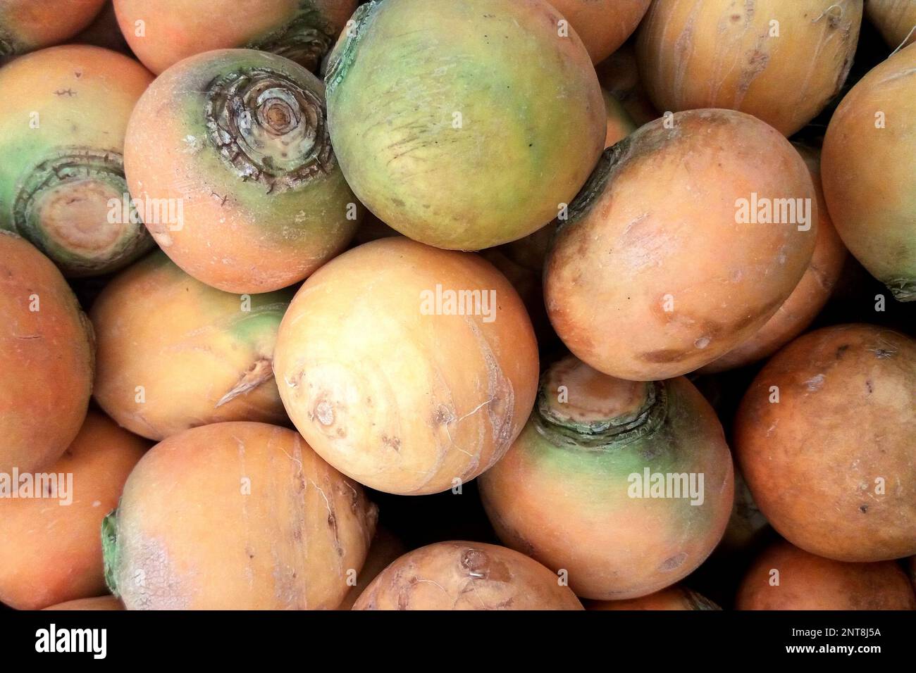 Nahaufnahme eines Stapels goldener Rübenbälle zum Verkauf an einem Marktstand. Stockfoto