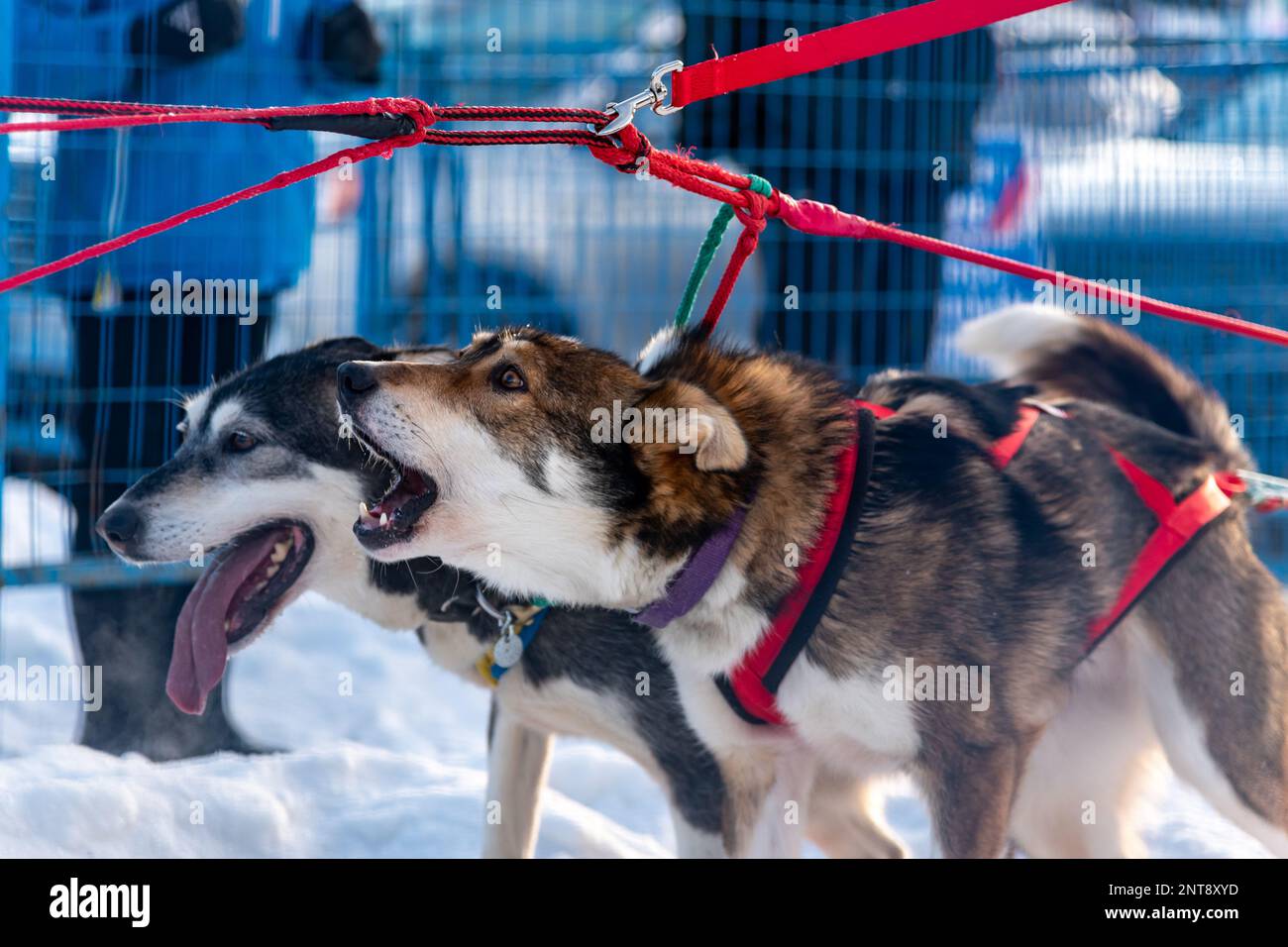 Whitehorse, Yukon Territory, Kanada - Februar 11. 2023: YUKON QUEST Professional Hundeschlittenrennen von Kanada nach Alaska während der Wintersaison Stockfoto