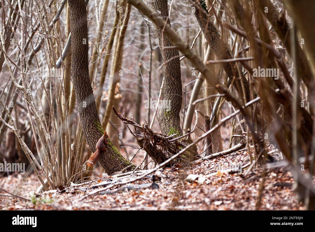 Rotes Eichhörnchen, das sich im Wald an der Basis eines Baumstamms festklammert. Stockfoto