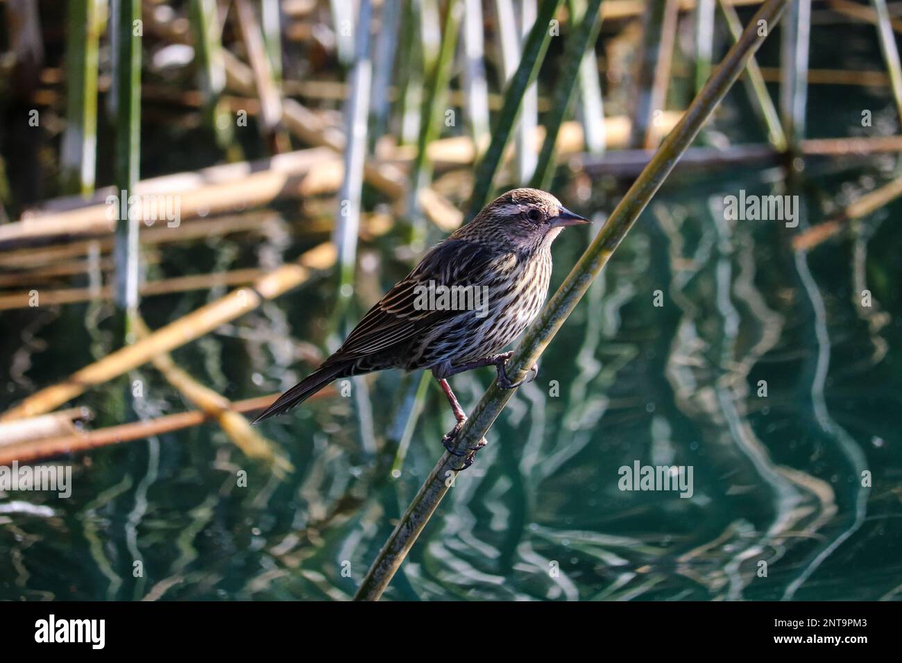 Weiblicher Rotflügelschwarm Agelaius phoeniceus, der auf einem Schilf auf der Uferfarm in Arizona sitzt. Stockfoto
