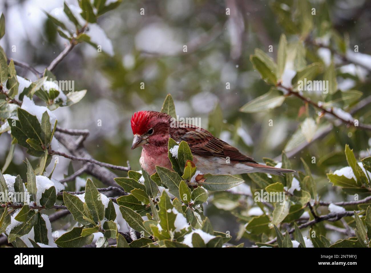 Männlicher Cassin-Finke oder Heamorhous cassinii, die in den Zweigen einer Eiche in Payson, Arizona, sitzen. Stockfoto