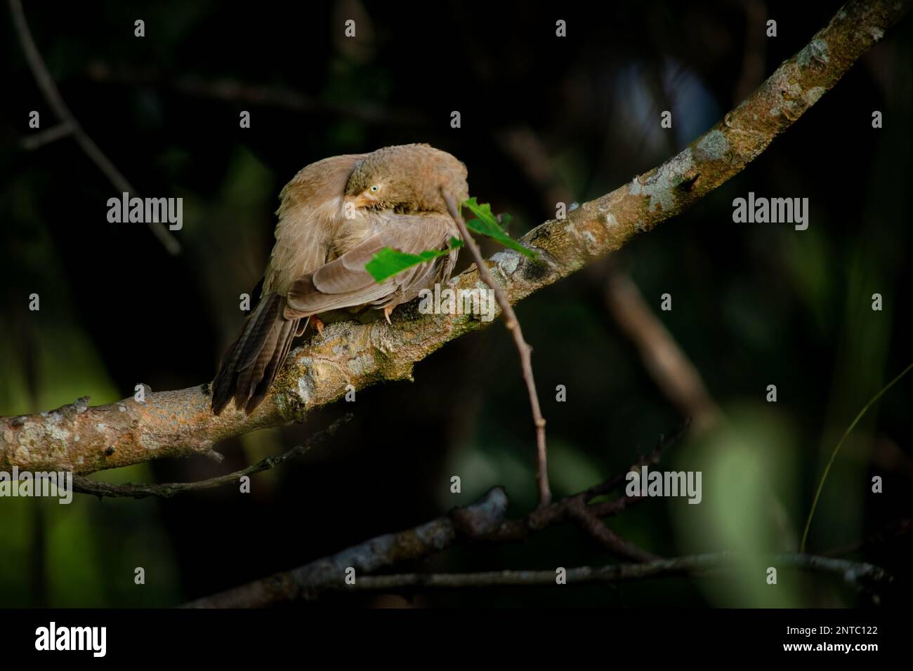 Fesselnde Porträts von Vögeln und Wildtieren Stockfoto