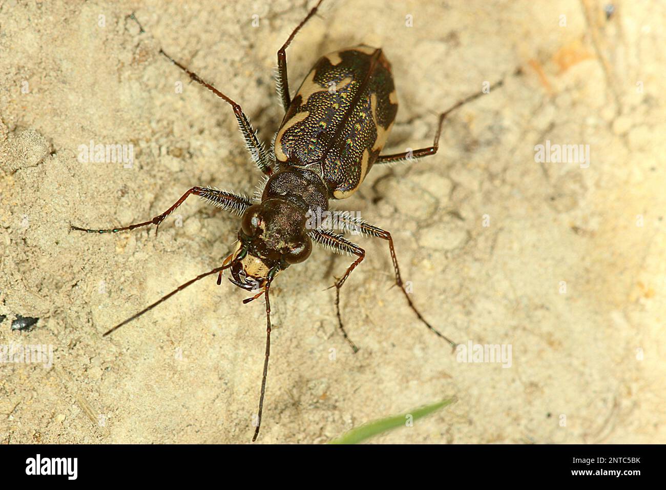 Tigerkäfer (Neocicindela tuberculata) Stockfoto