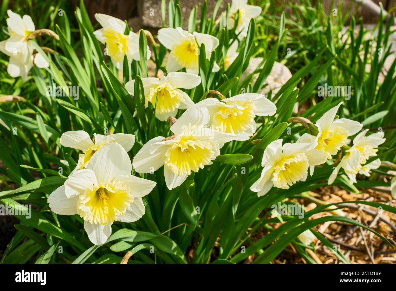 Narzissen (Narcissus pseudonarcissus) im organischen Hüttengarten zur Frühlingszeit in Ludington, Michigan, USA Stockfoto