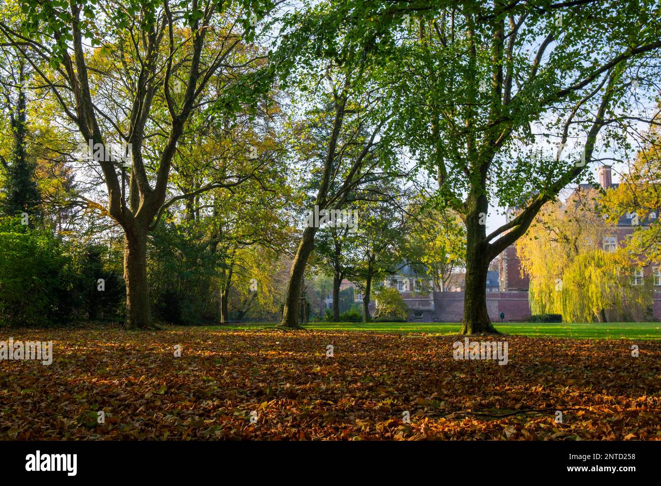 Palastgärten Ahaus, Herbst Stockfoto