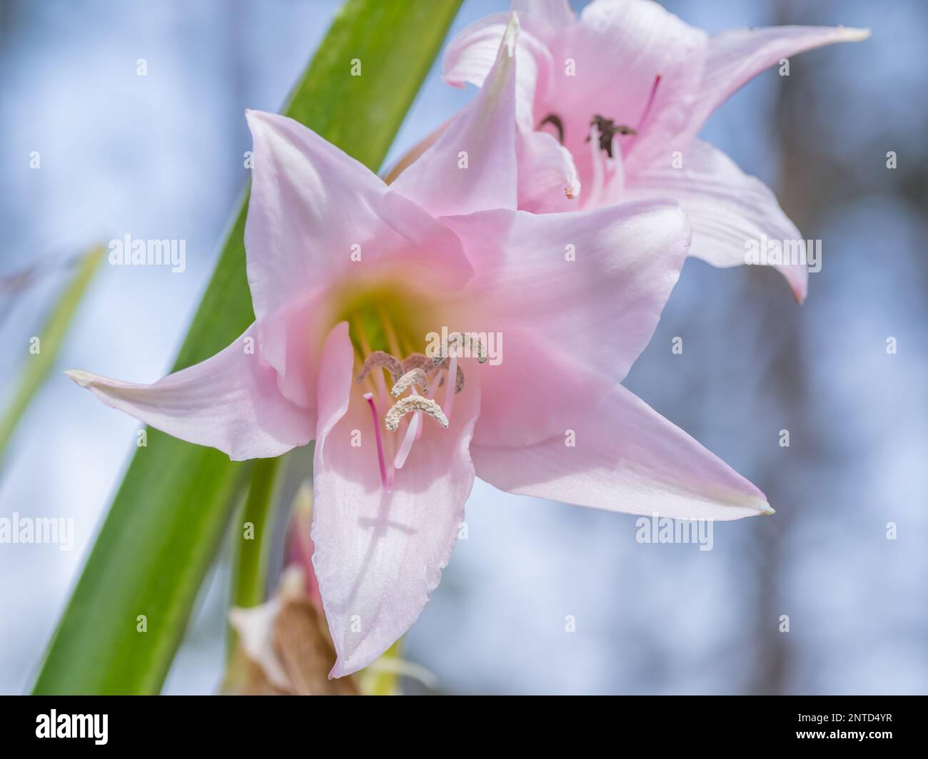 Crinum moorei blüht im Frühling in Texas. Stockfoto