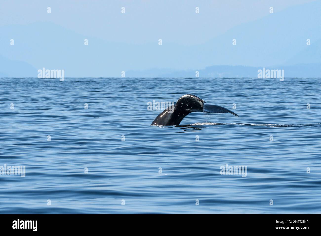 Buckelwal, Megaptera novaeangliae, Salish Sea, British Columbia, Kanada Stockfoto
