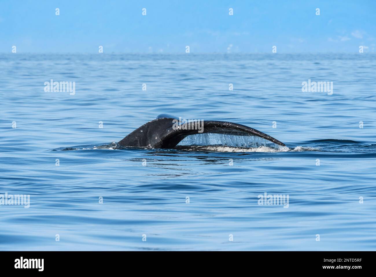 Buckelwal, Megaptera novaeangliae, Salish Sea, British Columbia, Kanada Stockfoto