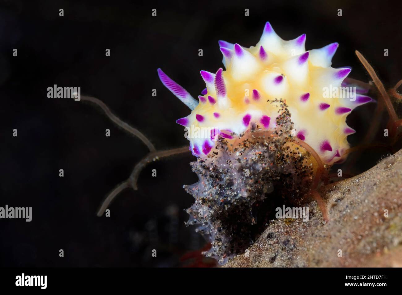 Seeschnecke oder Nudibranch, Mexichromis multituberculata, Tulamben, Bali, Indonesien, Pazifik Stockfoto