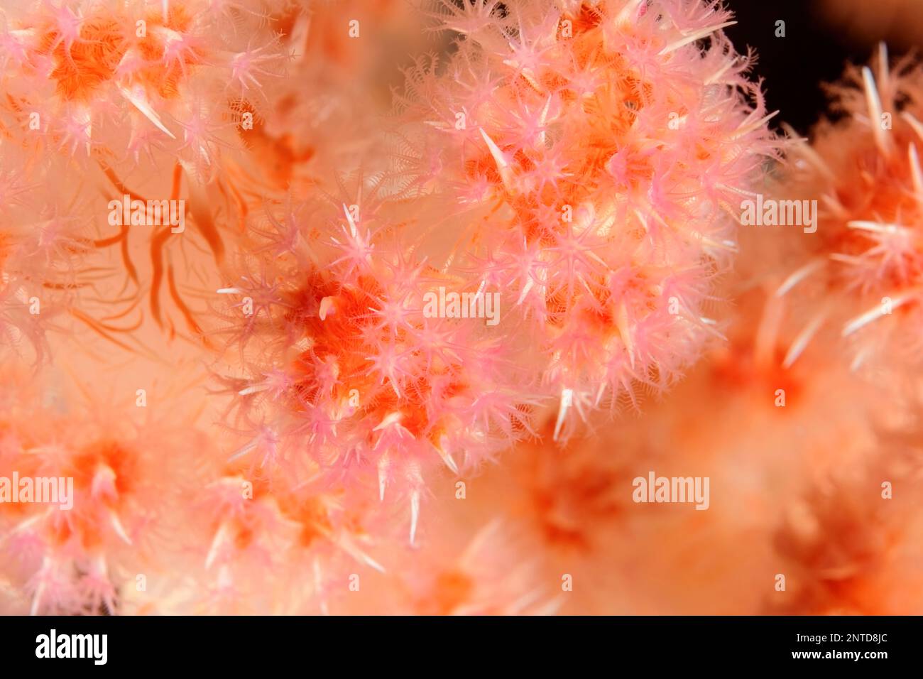 Klunzingers Soft Coral, Dendronephthya klunzingeri, Tulamben, Bali, Indonesien, Pazifik Stockfoto