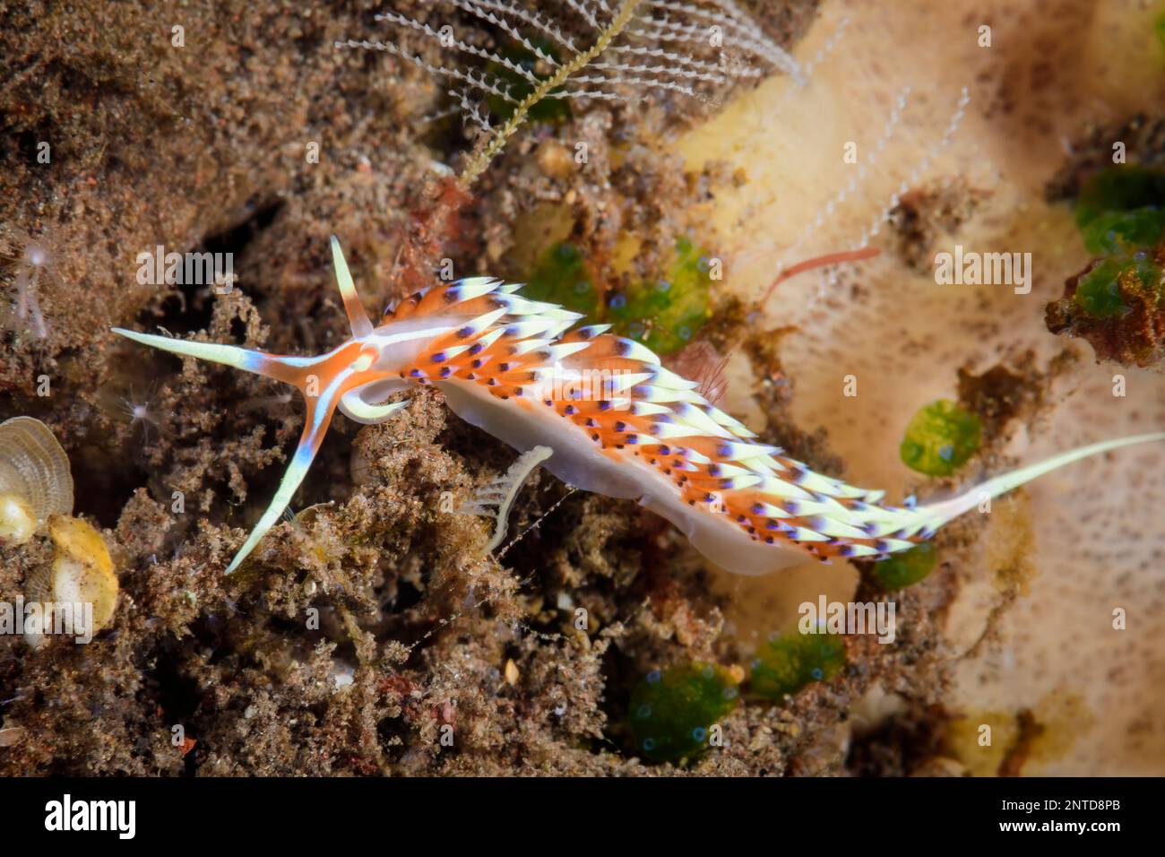 Nudibranch, Caloria indica, Tulamben, Bali, Indonesien, Pazifik Stockfoto